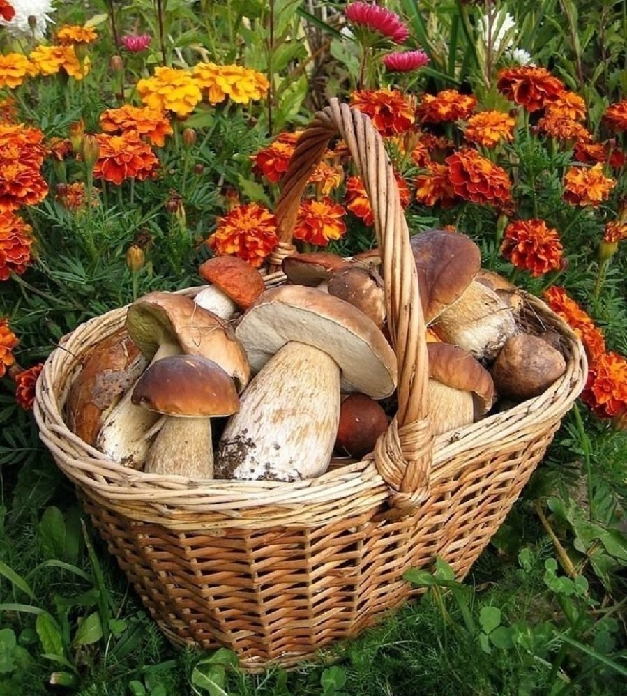 Грибники в лесу