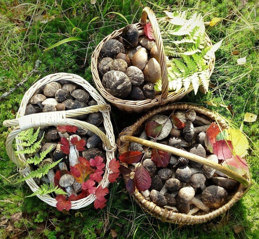 Осенняя корзина с грибами