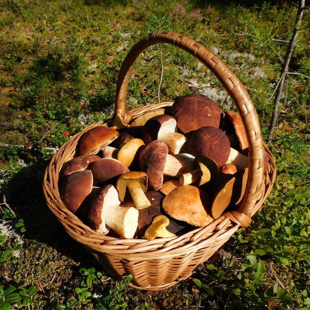 Лес грибы ягоды