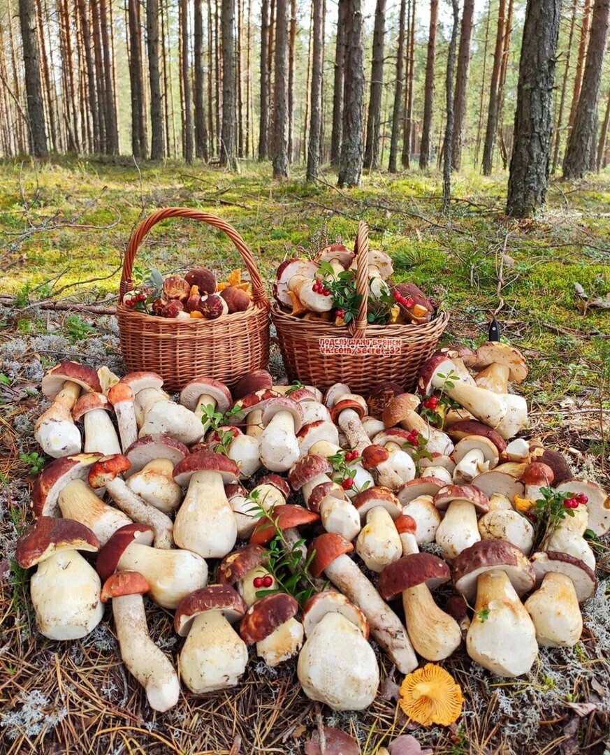 Корзина для грибов