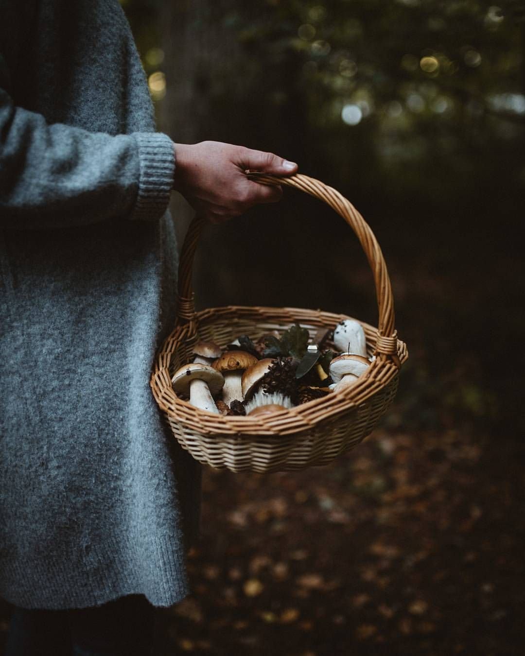 Дети собирают грибы