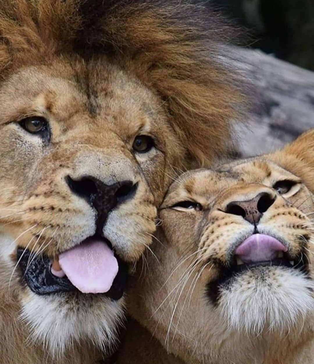 Пара животных