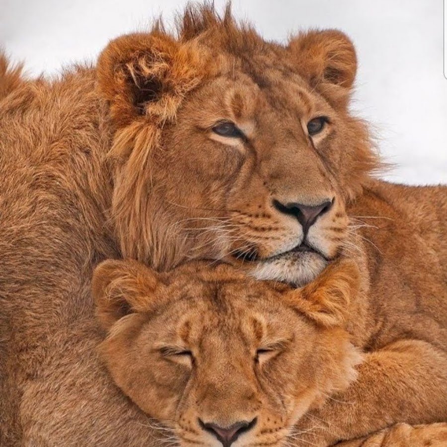 Леопарды любовь