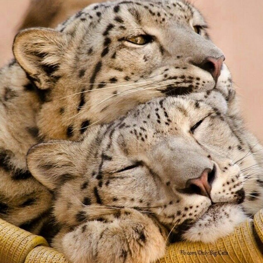 Смешной Лев