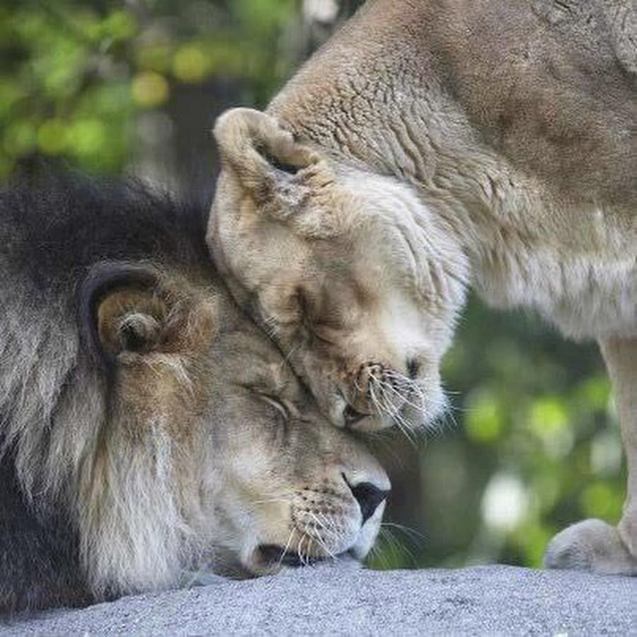 Лев и львица любовь