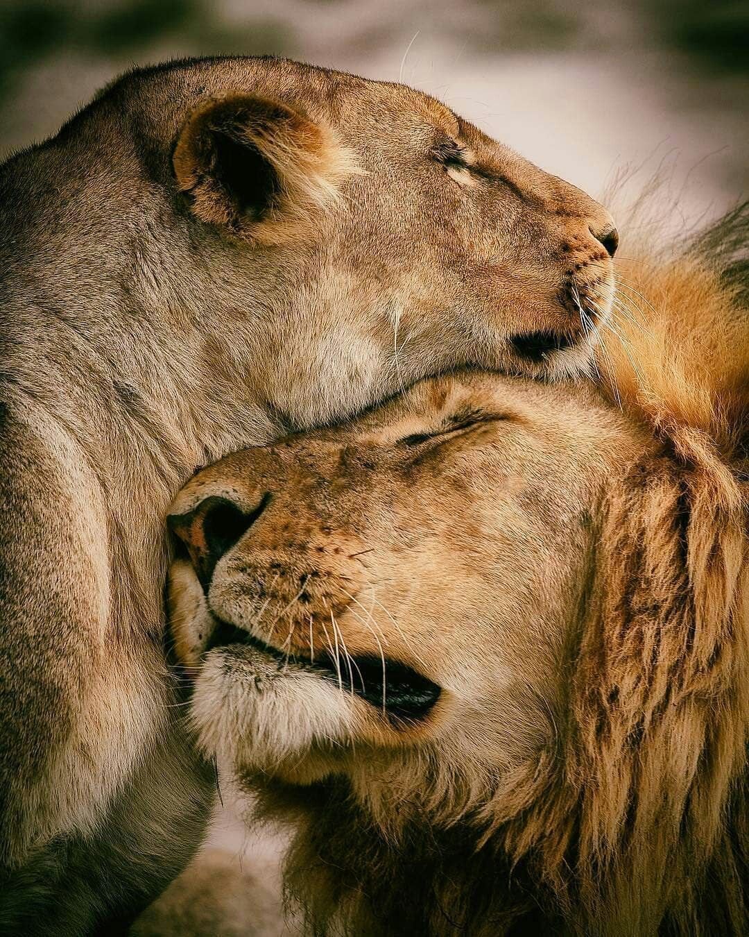 Лев и львица