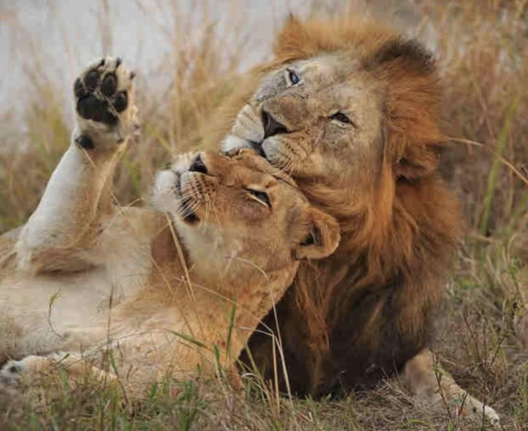 Лев и львица