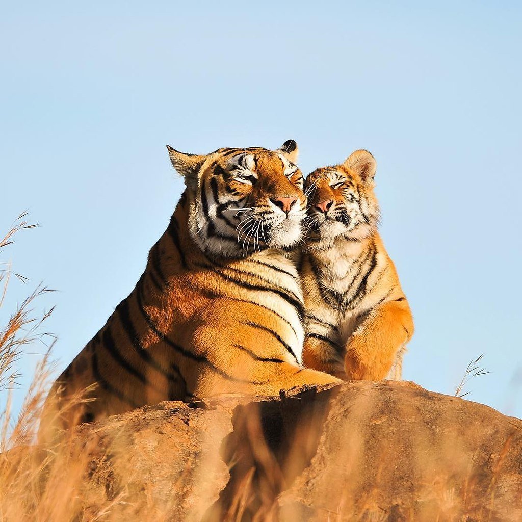 Животные тигр и тигрица