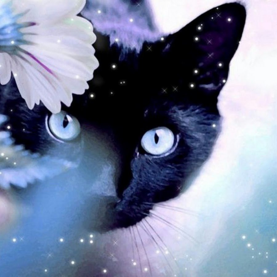 Красивые кошечки