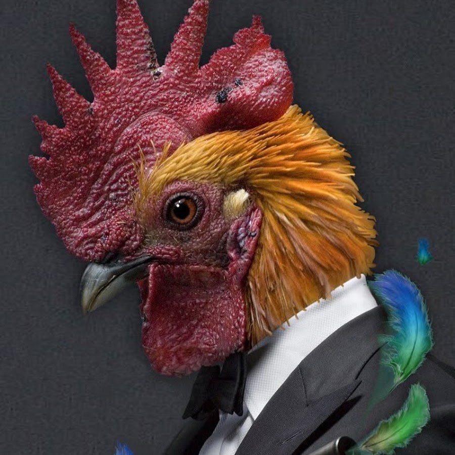 Крутой петух