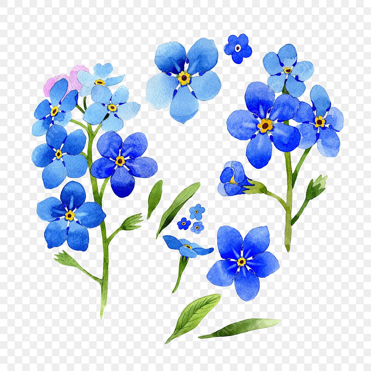 Незабудка вектор