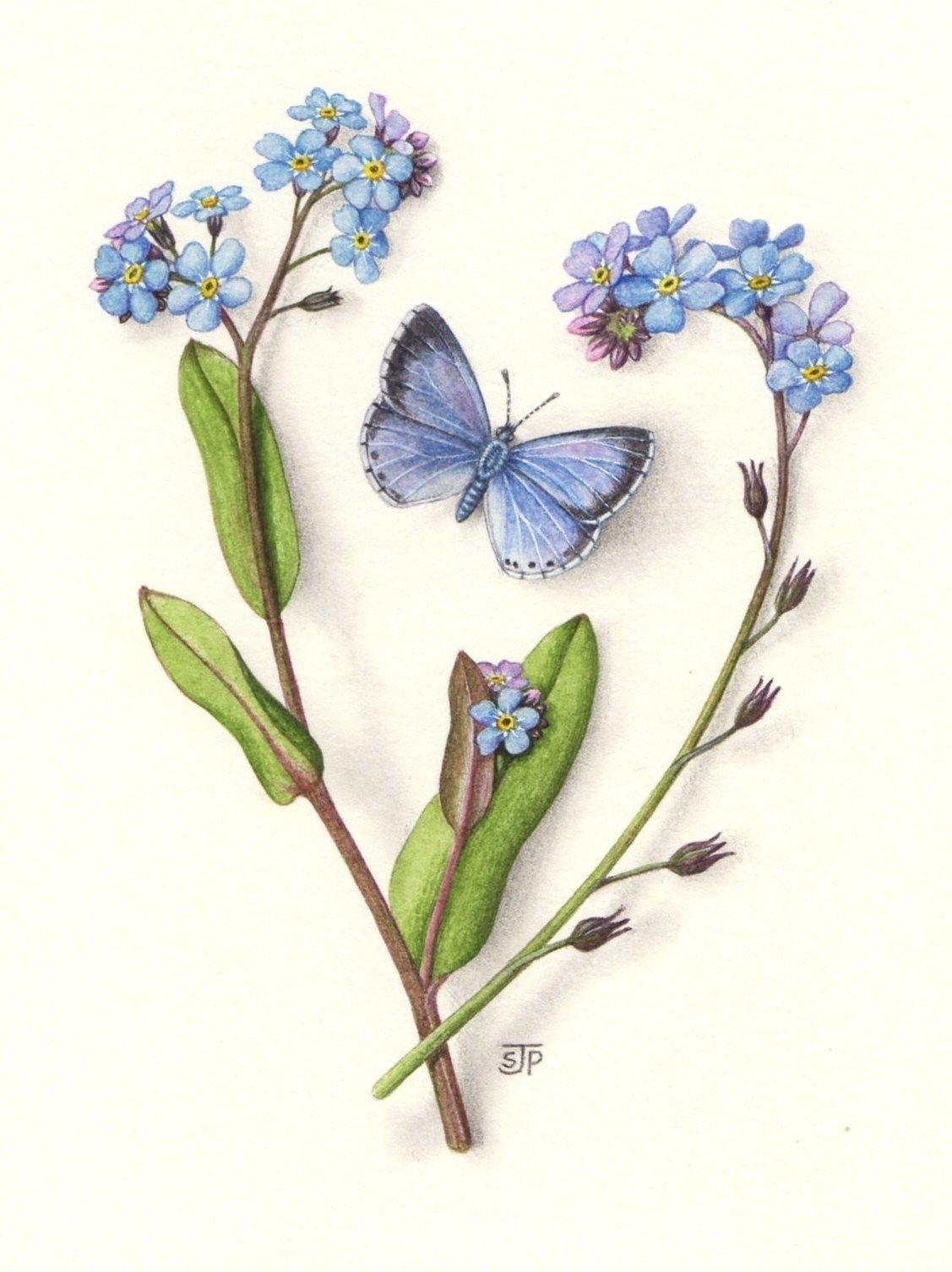 Myosotis Ботанический рисунок