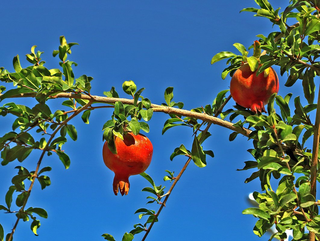 Дерево граната мултяшний