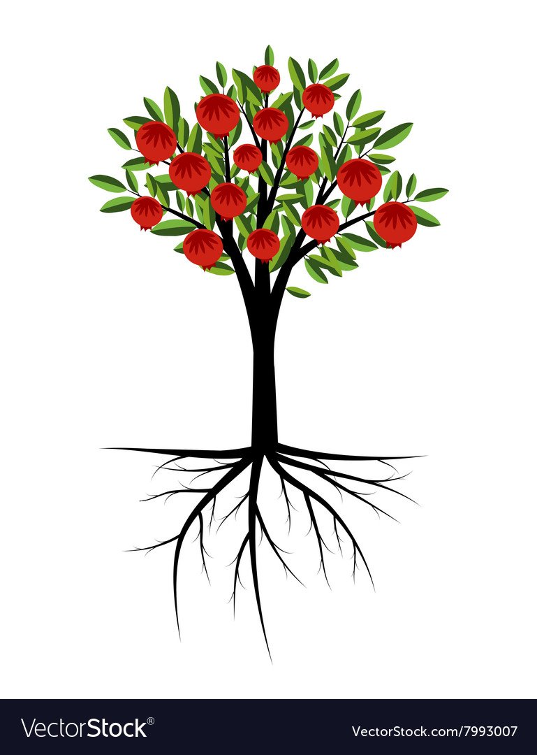 Punica granatum иллюстрация Ботаническая