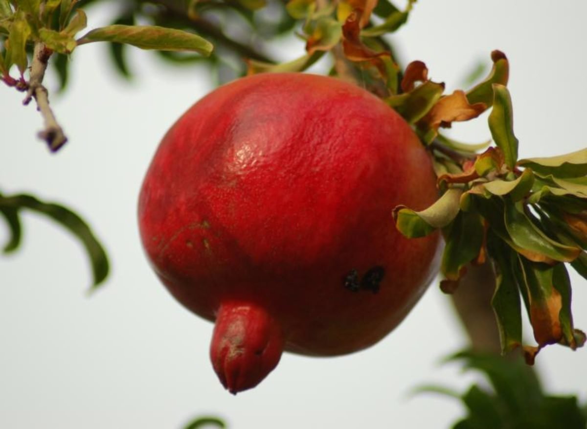 Гранат дерево