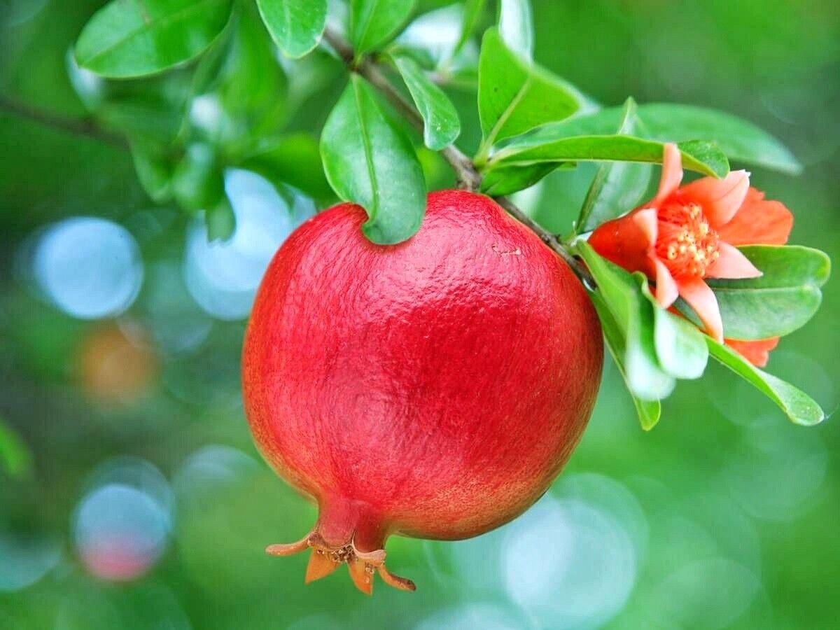 Гранат обыкновенный цветок