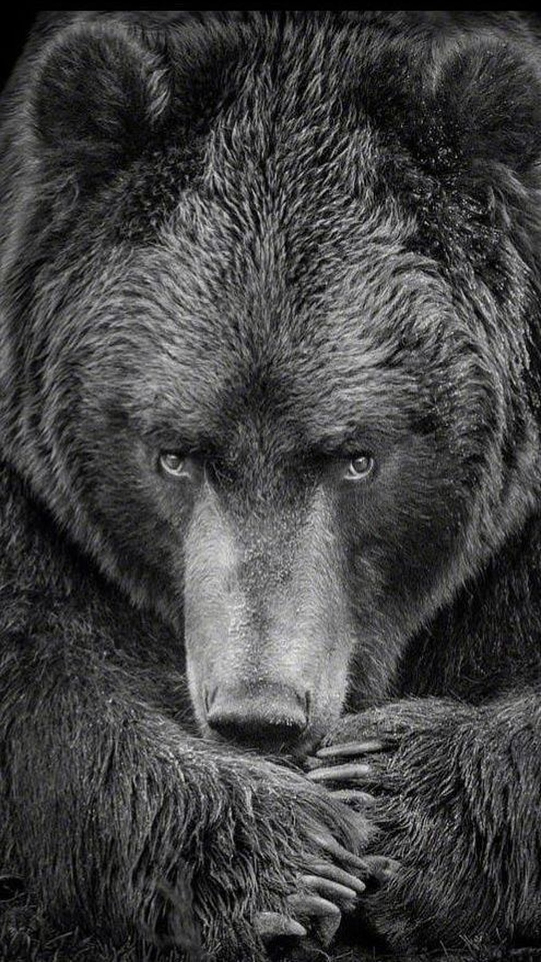 Оскал медведя тату эскиз