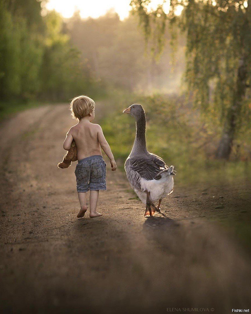Гуси и мальчик
