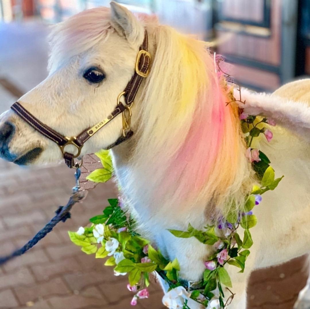 Пони Фалабелла