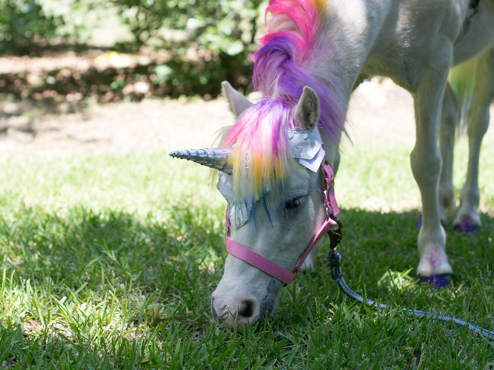 Живой единорог. Пони-Единорог Юникорн. Цветные лошадки. Радужная лошадь. Лошадь с разноцветной гривой.