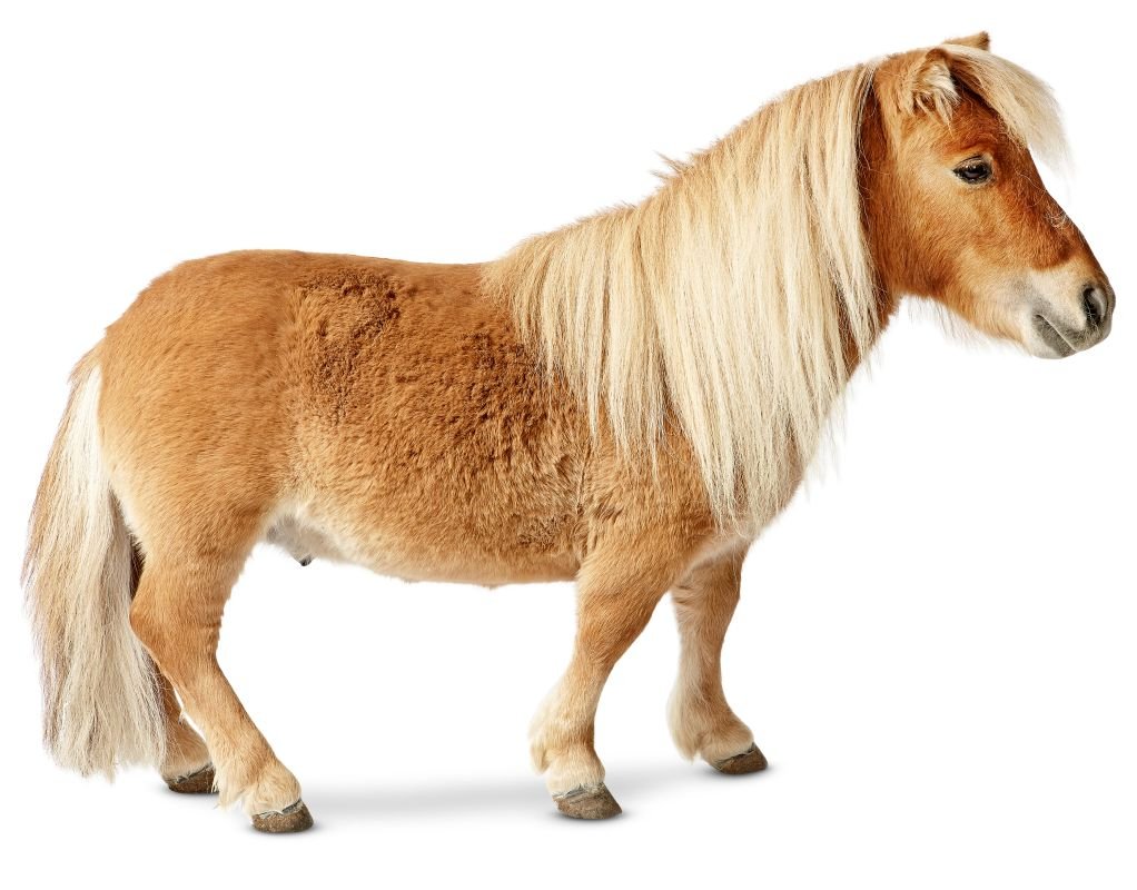 Лошади и пони