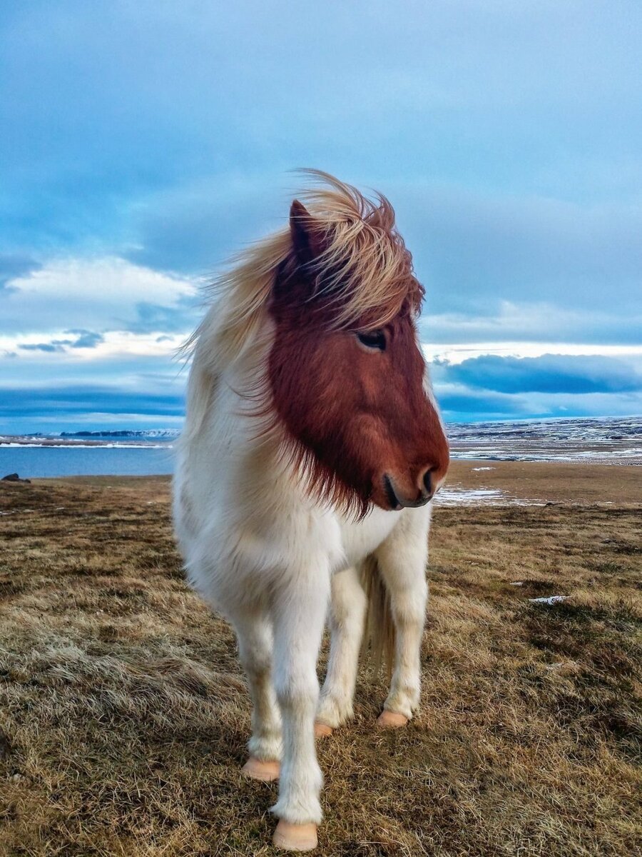 Исландская порода лошадей