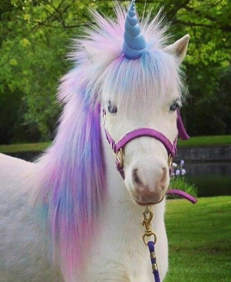 Единорог фото