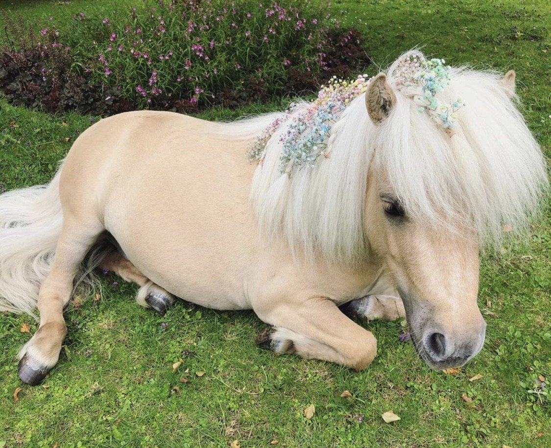 Шетлендский пони