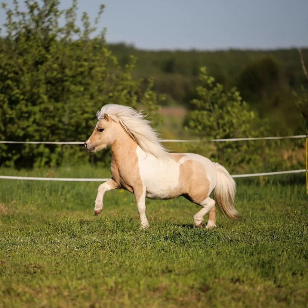 Фалабелла пегая