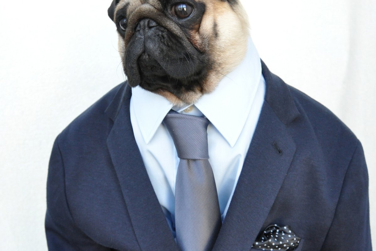 Собака в пиджаке