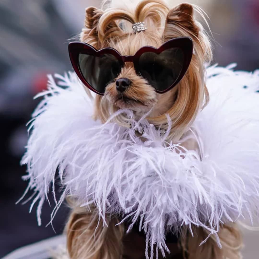 Модные собаки