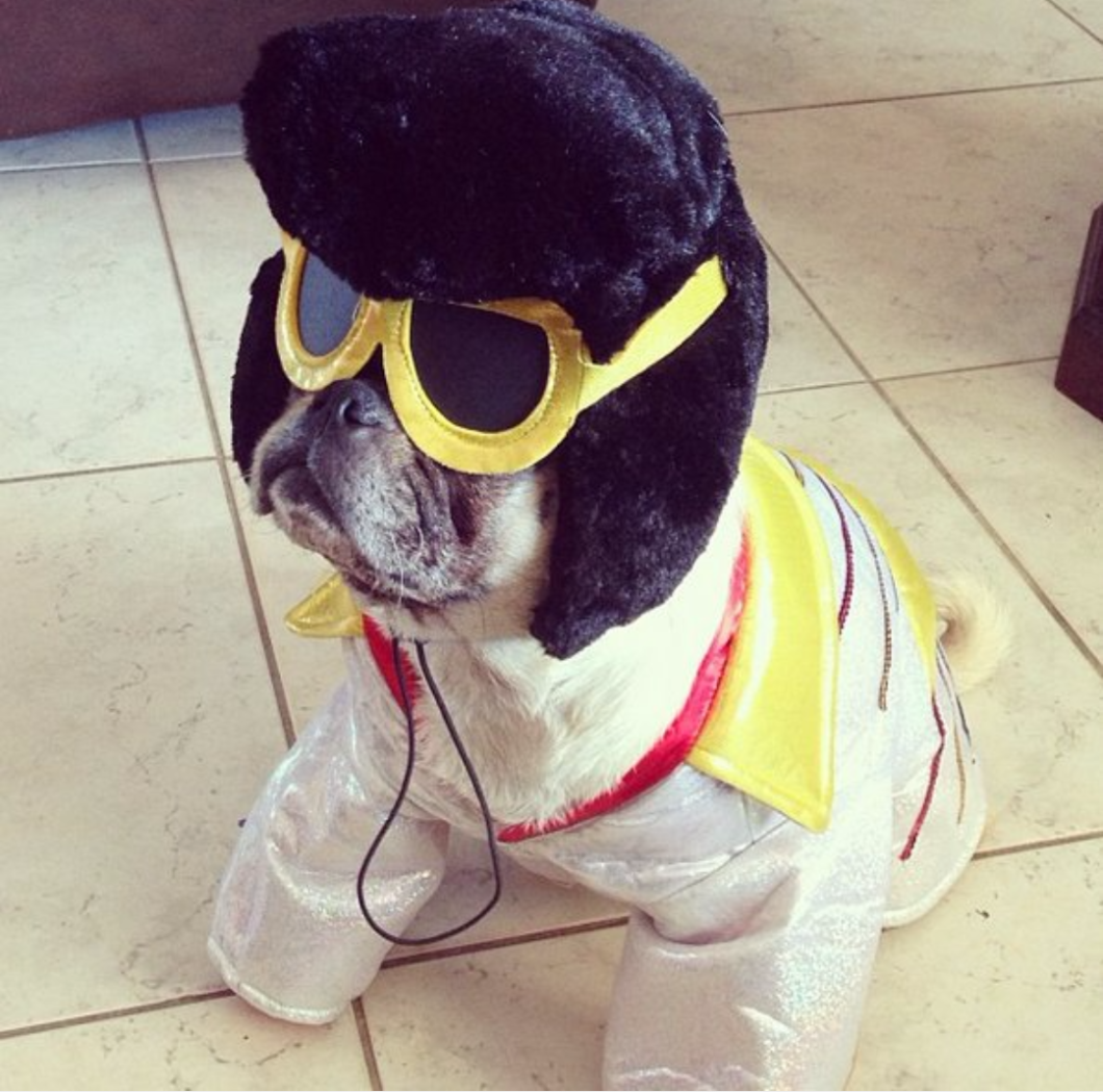 Смешные костюмы животным