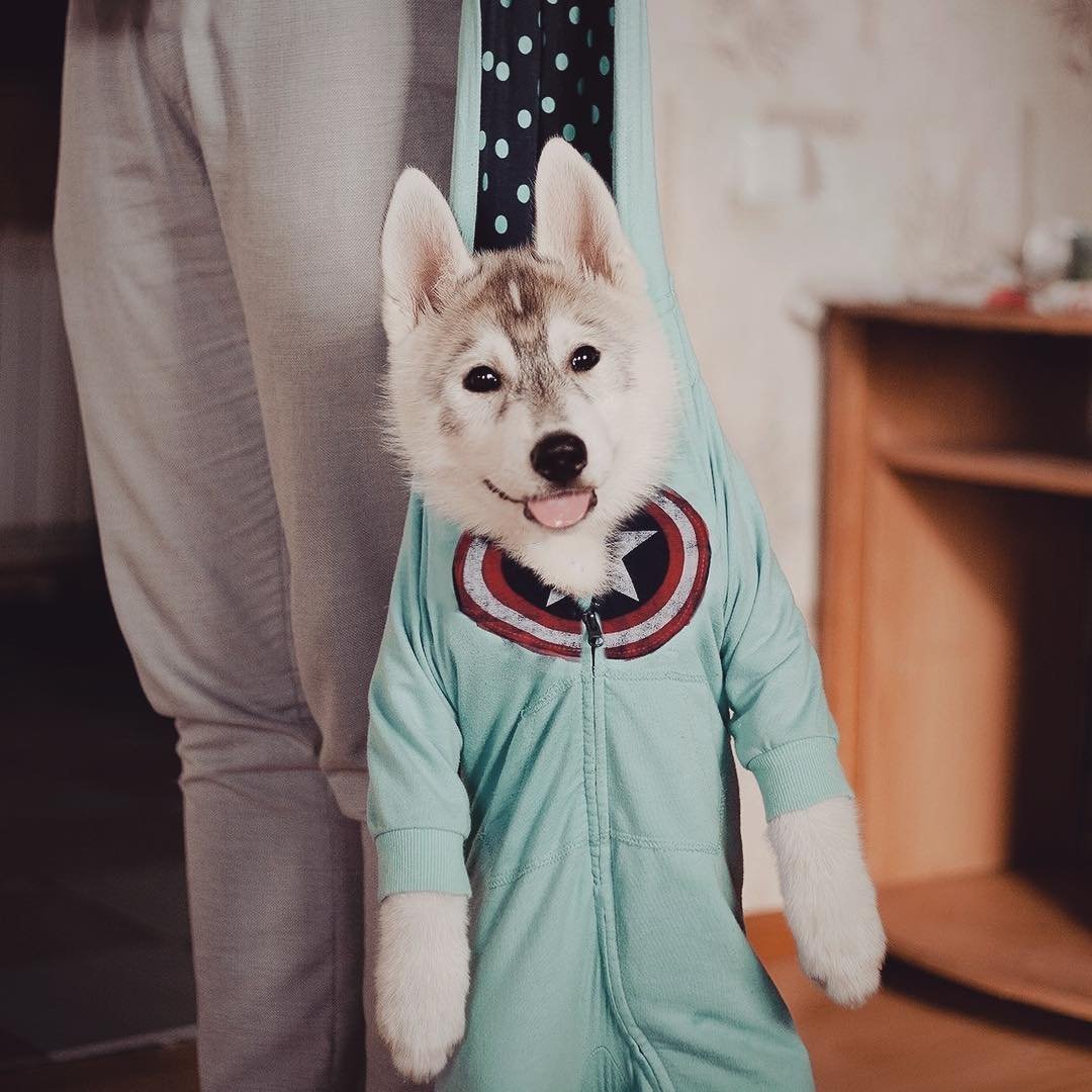 Хаски в одежде