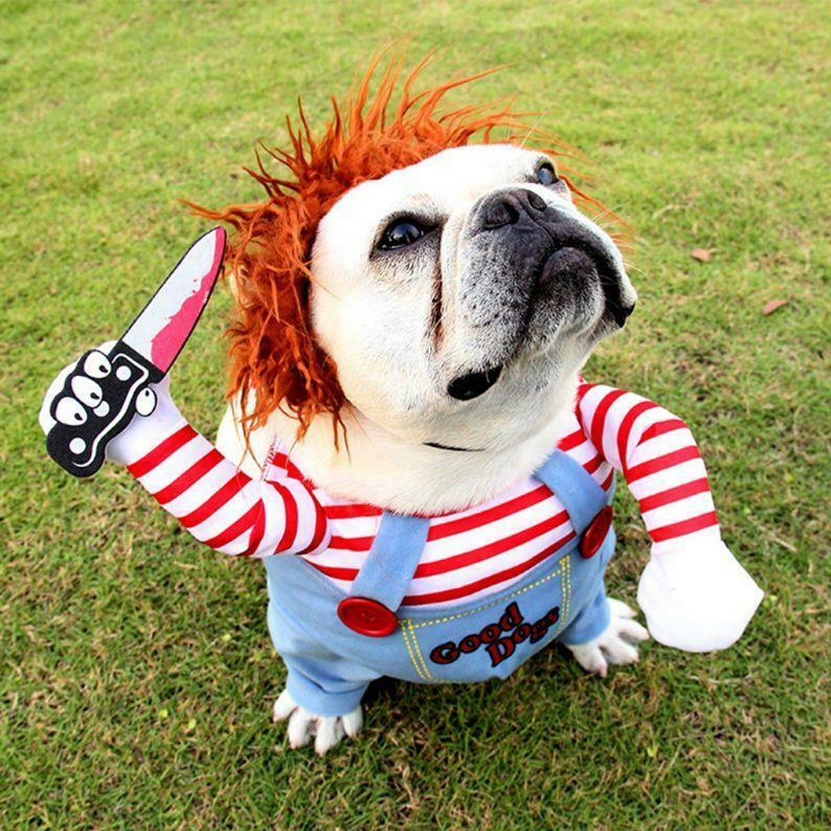 Смешная одежда для собак