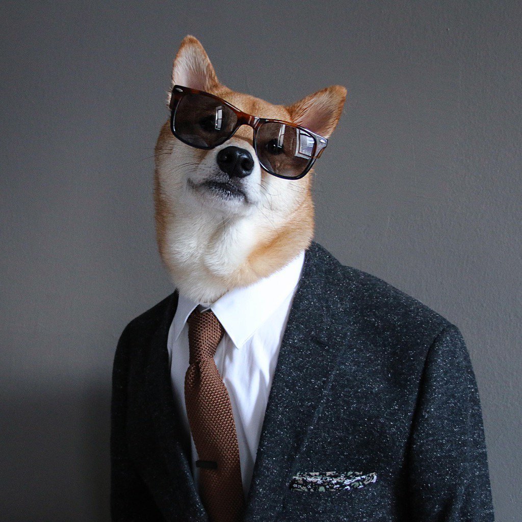 Животные в одежде