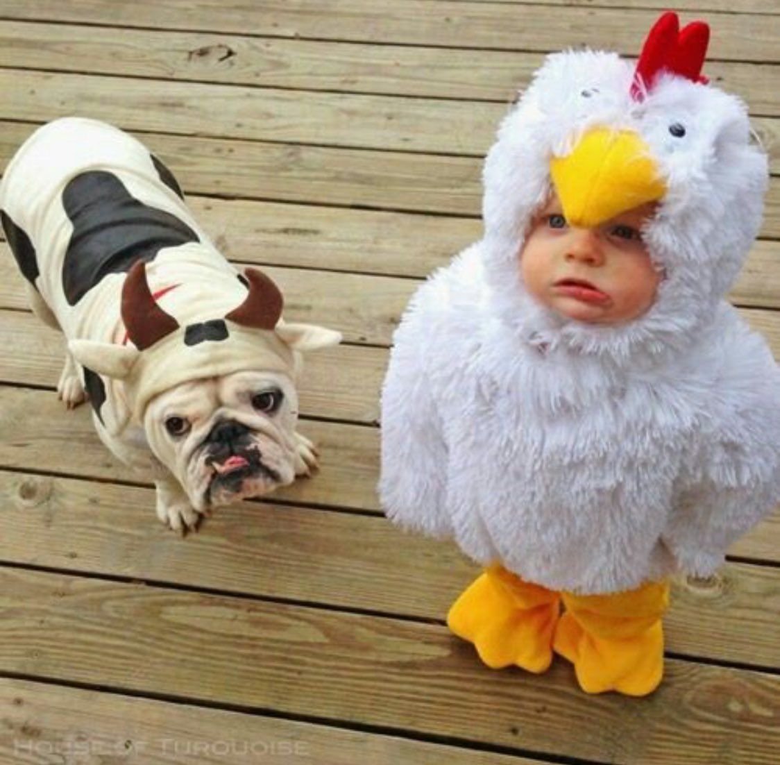 Новогодние Наряды для животных