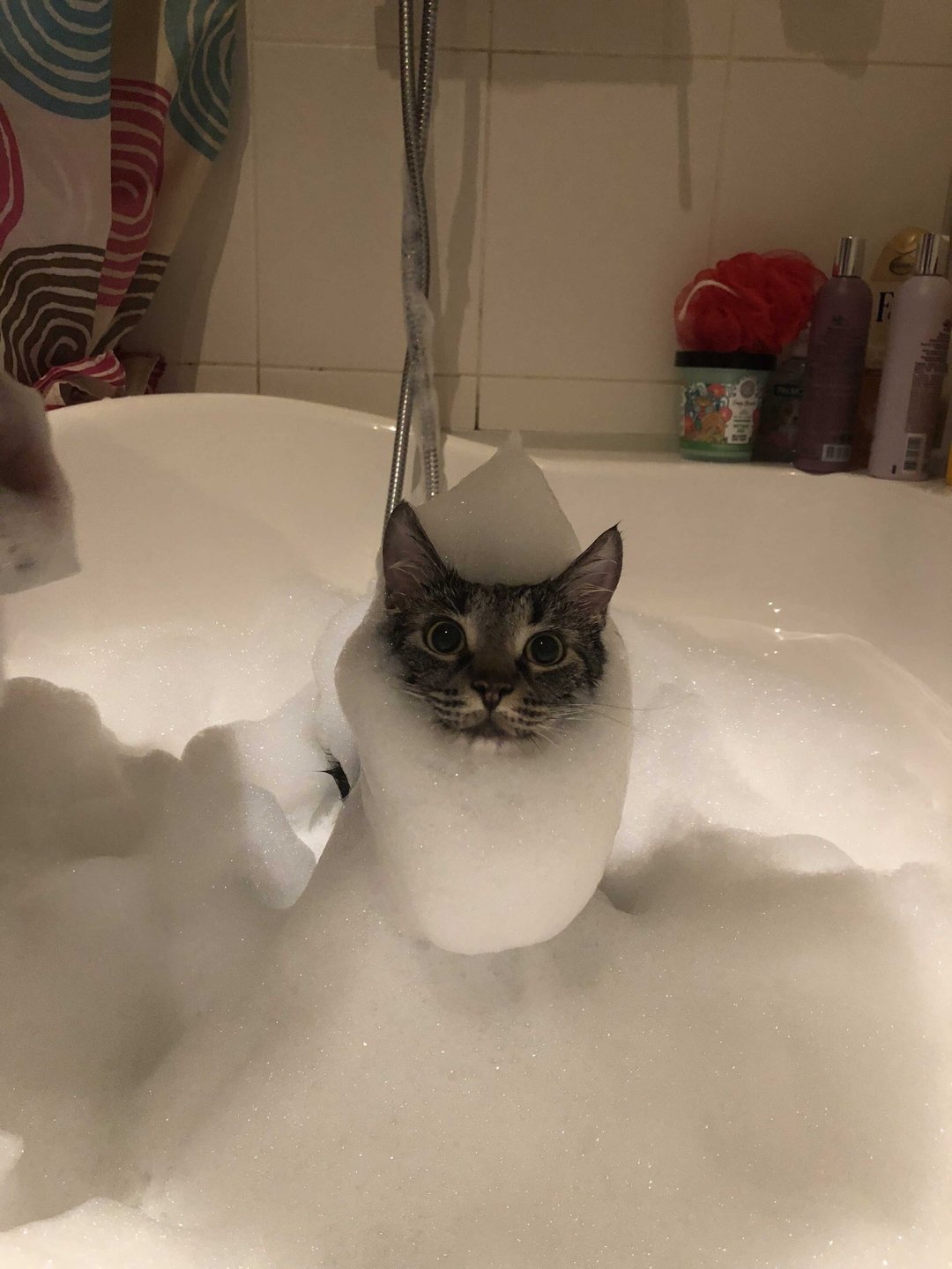 Котенок купается