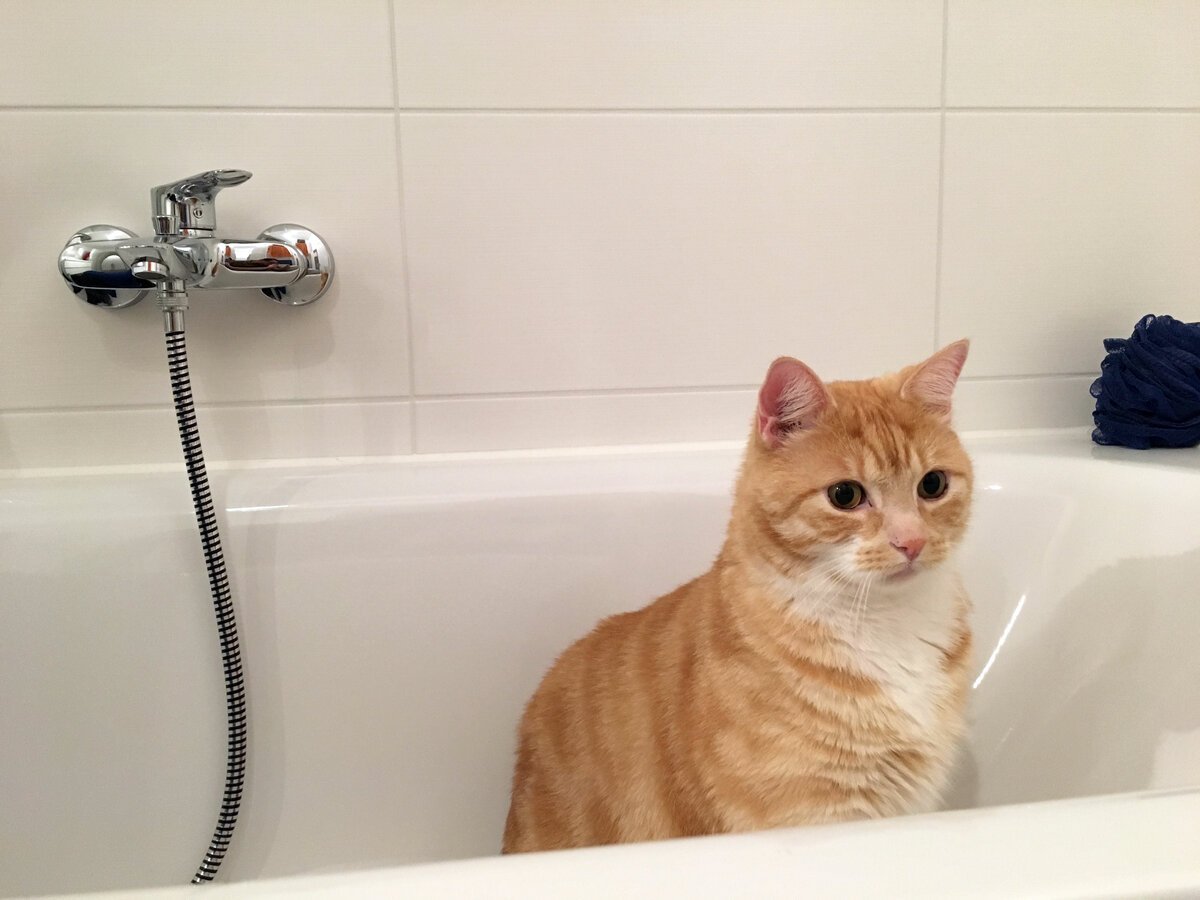 Котик моется в ванной