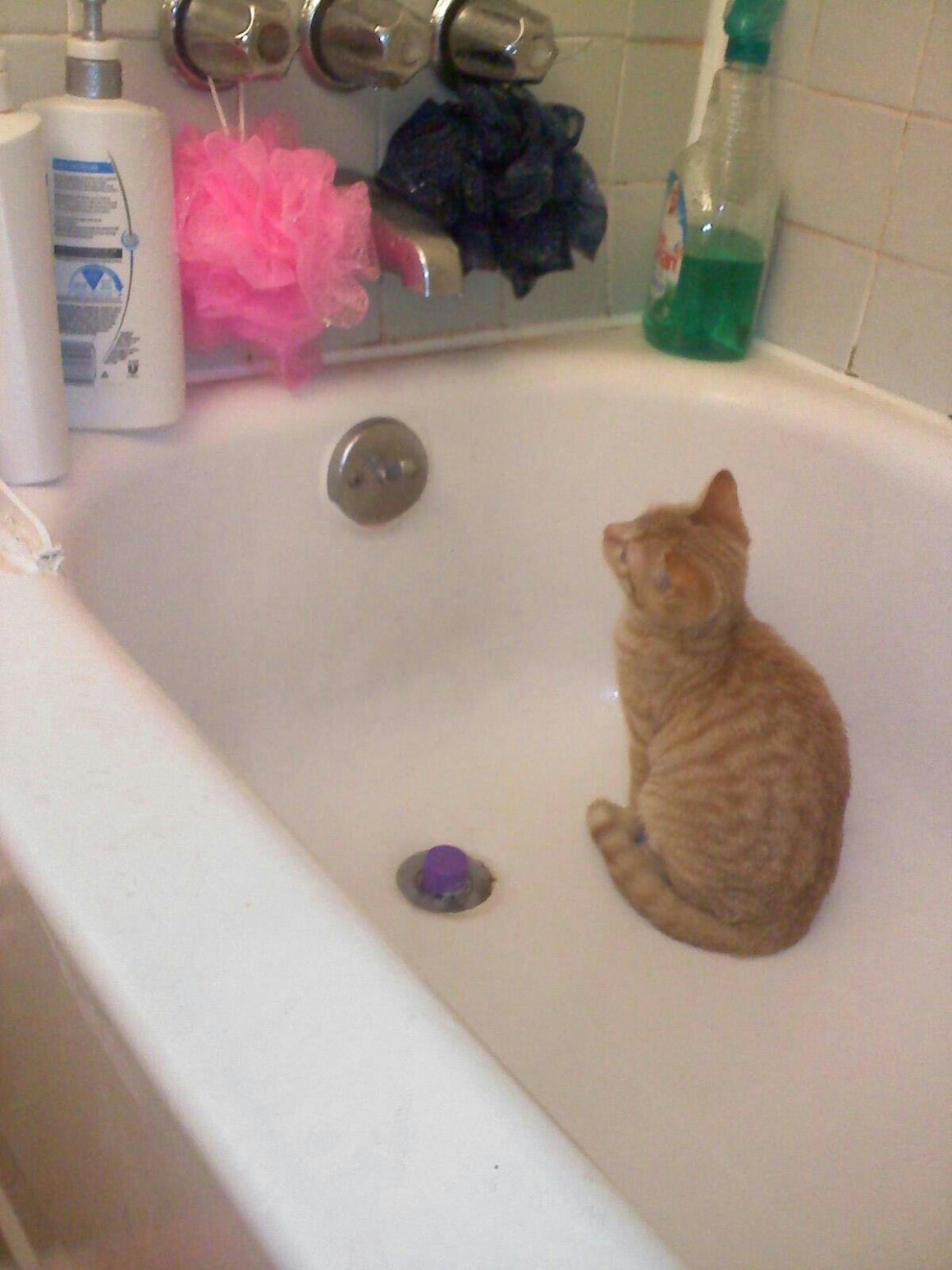 Котик в ванной