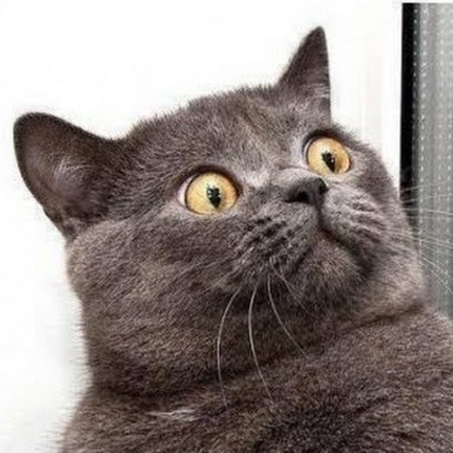 Кошка в шоке