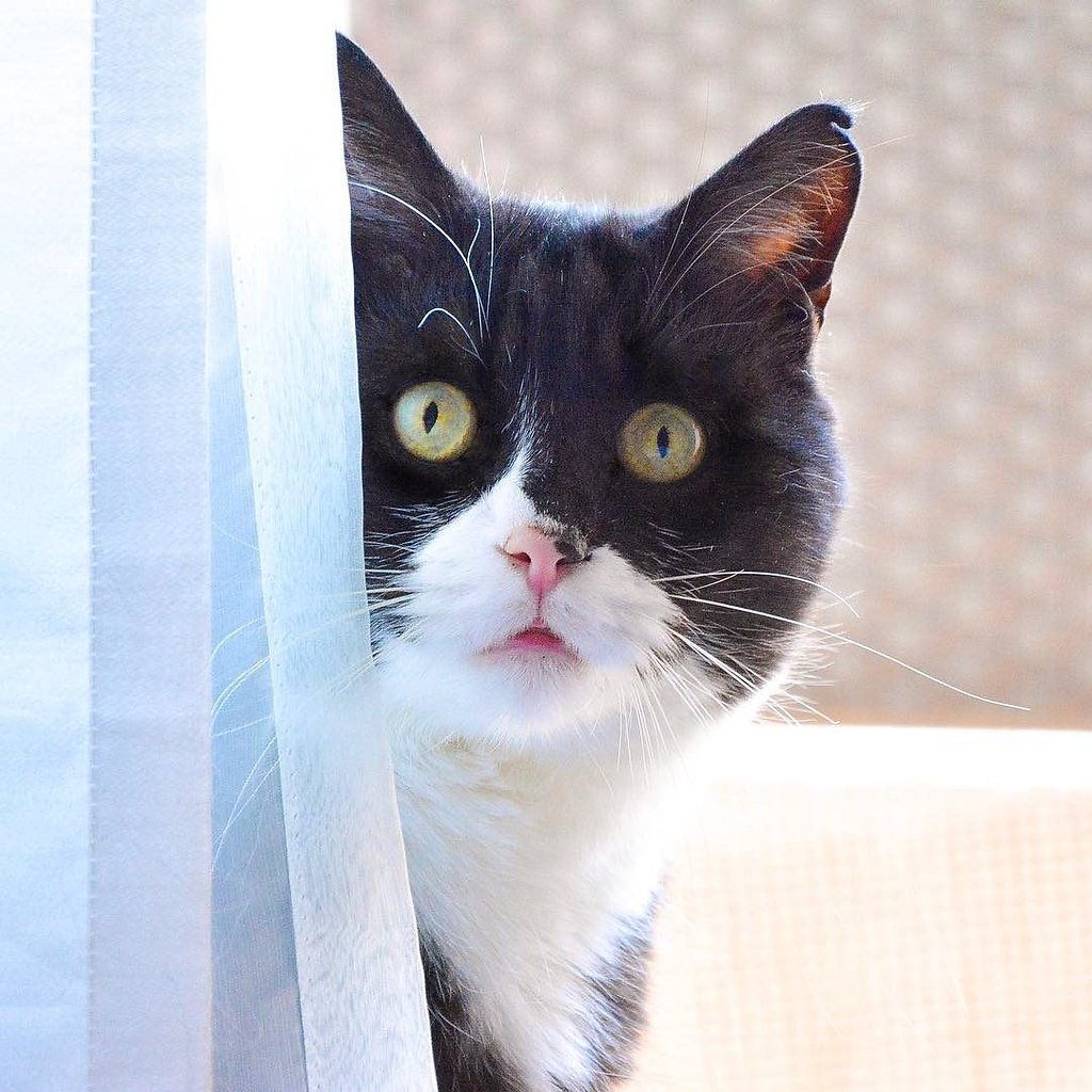 Неожиданность кот