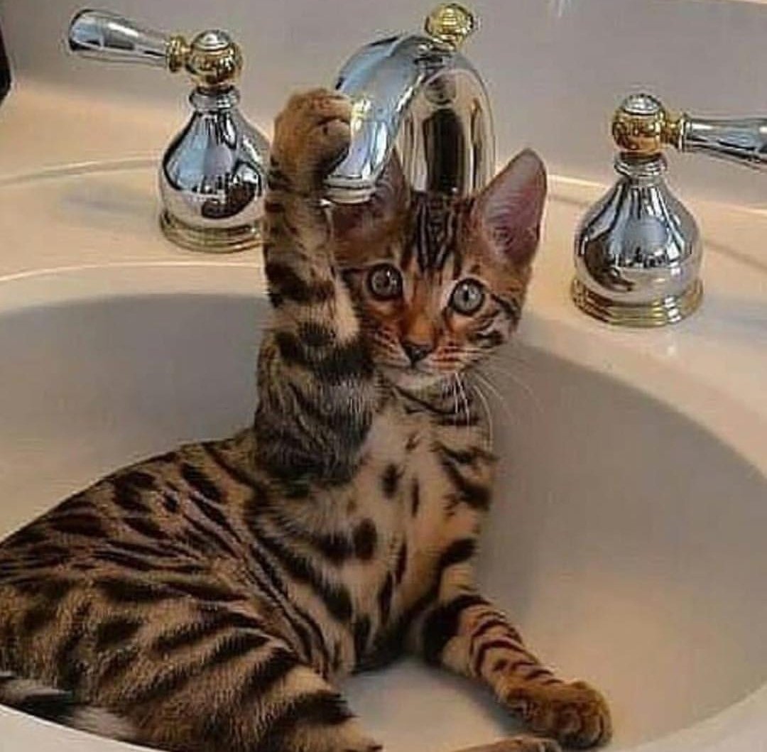 Бенгальская кошка