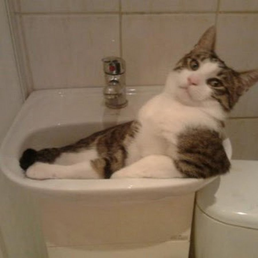 Кот купается