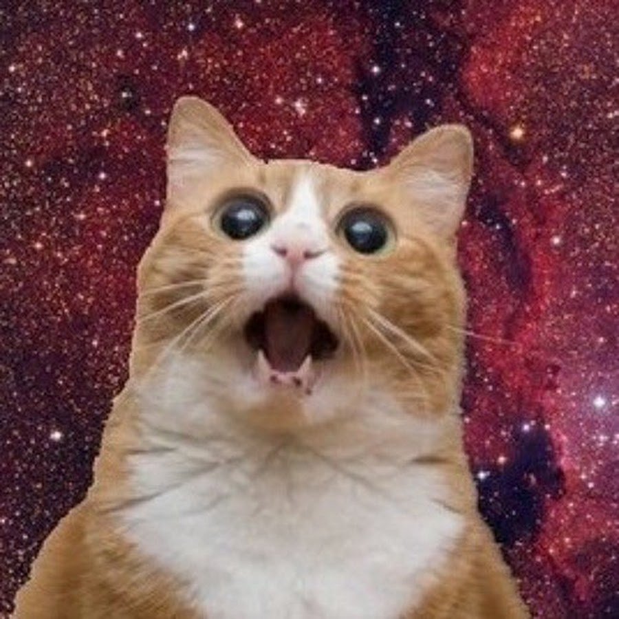 Испуганный кот