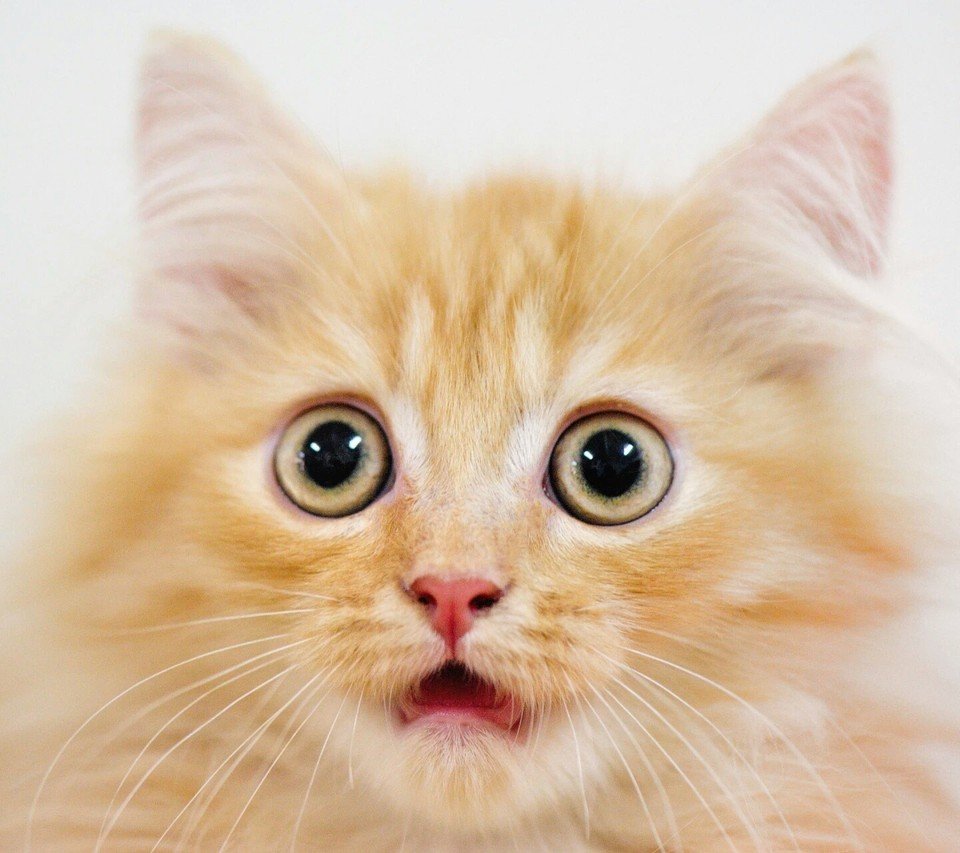 Котенок удивлен