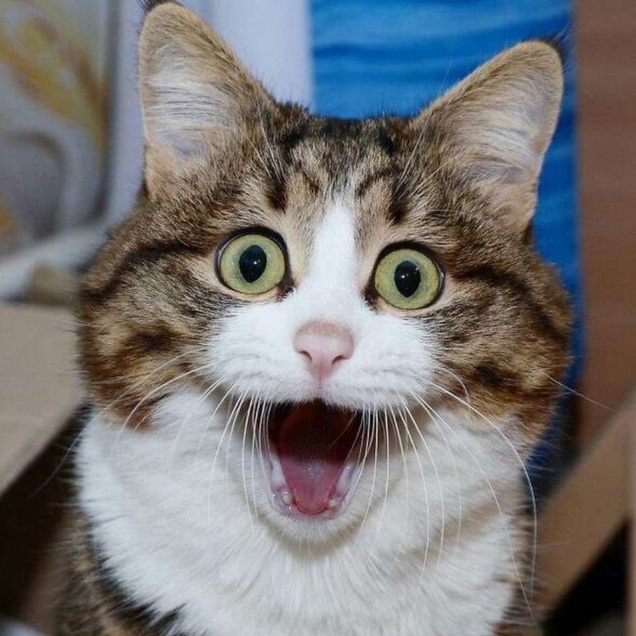 Стикер кот в шоке