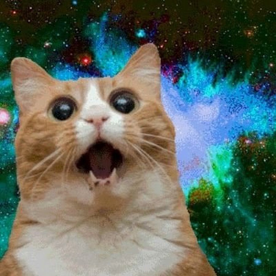 Упоротый рыжий кот