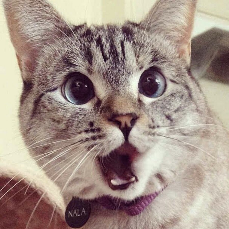Кот удивлен