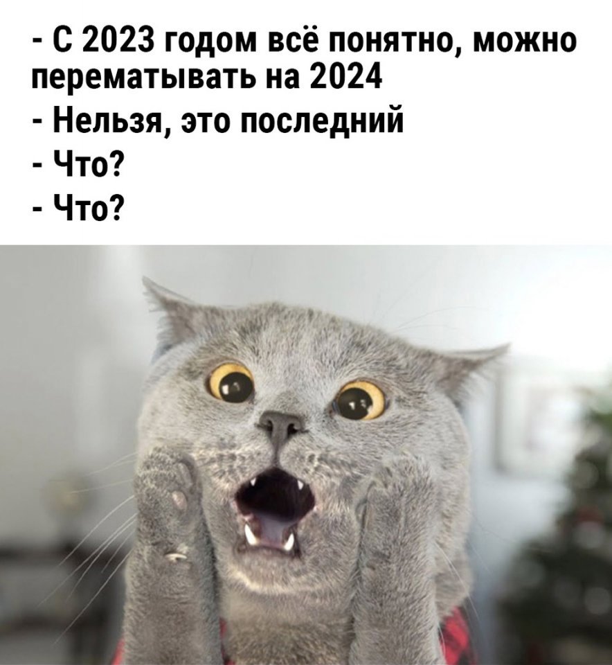 Удивленный кот Федя из Ростова