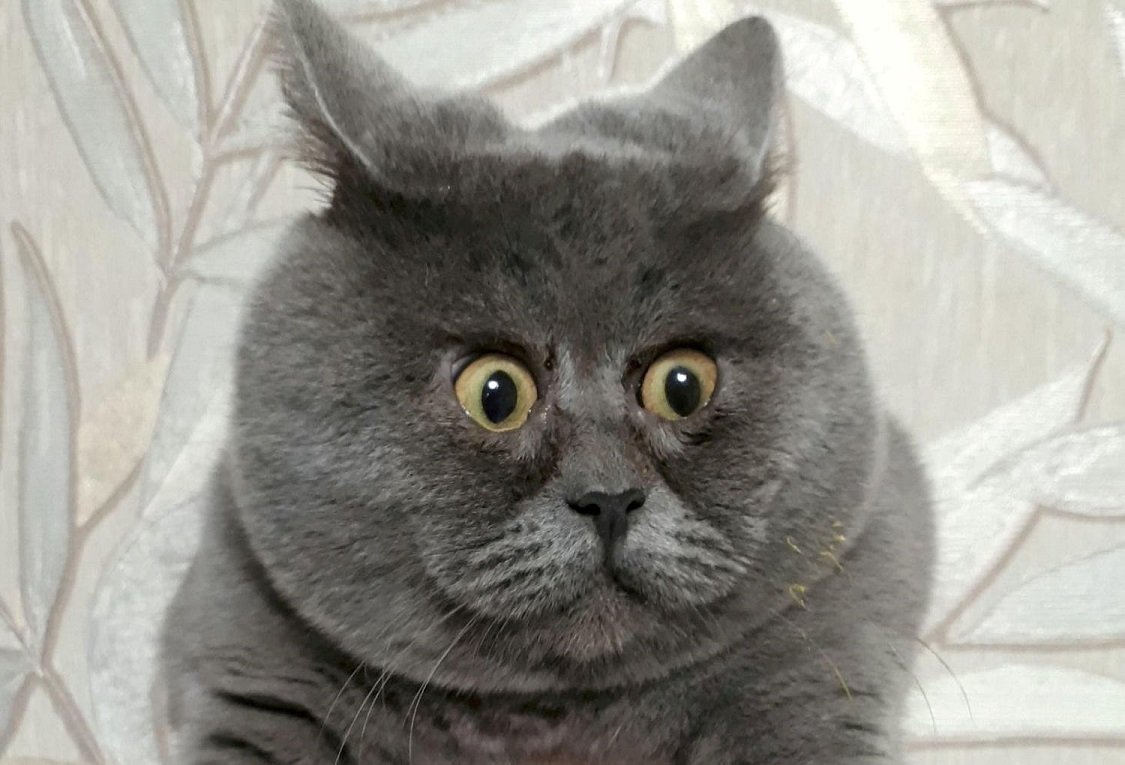 Котенок смеется с надписью he-he